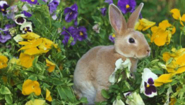 Best Natural Rabbit Repellent