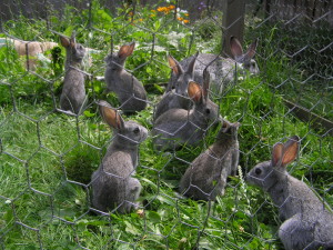 Rabbits in a vegetable garden