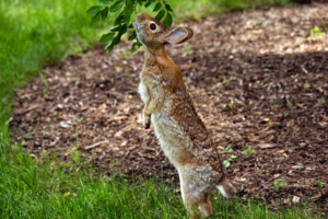 Best Rabbit Deterrents