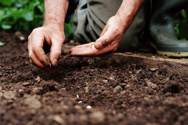 Rabbit Repellent and Garden Seeds