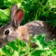 Best Rabbit Deterrents