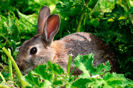 Best Rabbit Deterrents