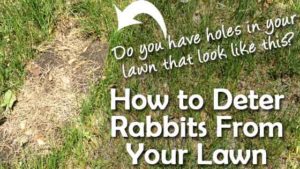 rabbit deterrent