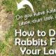 rabbit deterrent