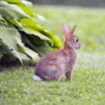 Best Homemade Rabbit Repellent