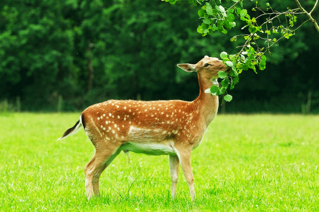 Commercial Deer Repellents that Landscape