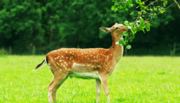 Commercial Deer Repellents that Landscape