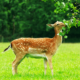 Commercial Deer Repellents that Landscape