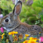 Best repellents for keeping rabbits out of garden