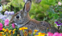 Best repellents for keeping rabbits out of garden