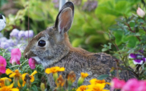 Flower Seeds and Rabbit Repellent