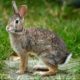 Rabbit Population Density