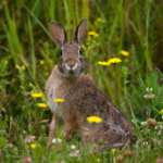 Stop Rabbit Damage