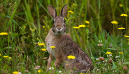 Stop Rabbit Damage