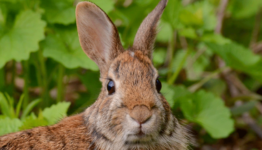 Best Rabbit Control