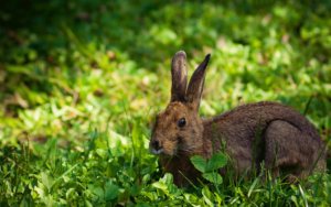 Homemade Rabbit Repellent