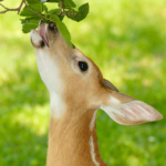 Deer Repellent for Plants