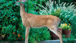 Deer repellent for shrubs