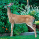 Deer repellent for shrubs