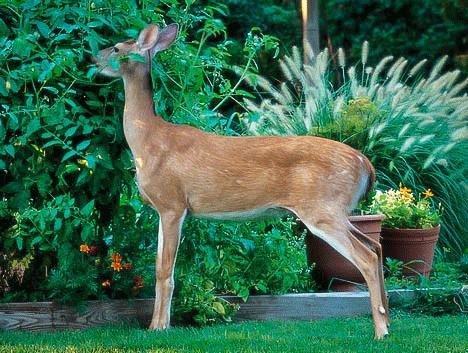 Deer repellent for shrubs