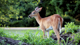 Deer Repellent for Plants