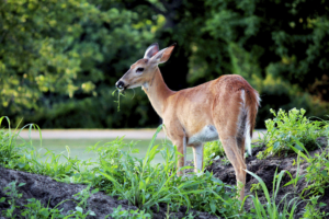 Deer Repellent for Plants