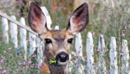 Deer Repellents that Work Best