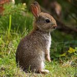 Best plants for deterring rabbits