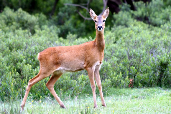 How to Make Deer Repellent