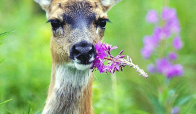 Deer Repellents that Really Work