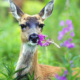 Deer Repellents that Really Work