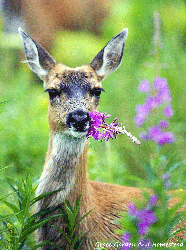 Deer Repellents that Really Work