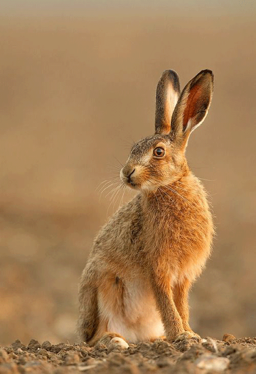 Best Commercial Rabbit Control