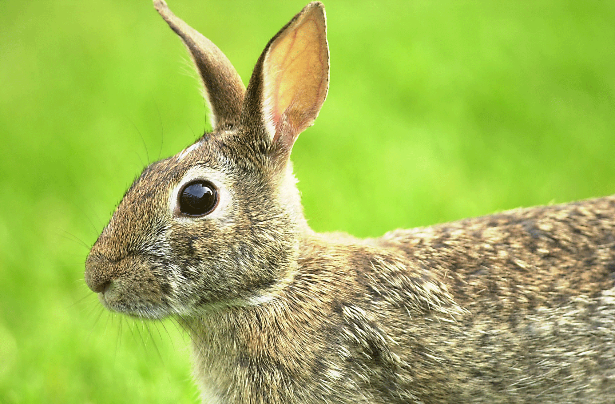 Best Rabbit Defense - Homemade Rabbit Repellents