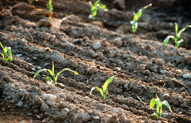 Deer Repellent for Flower Seed