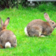 Rabbit Repellent for Gardening Seed