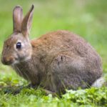 Rabbit Repellents for Keeping Away Rabbits