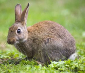 Rabbit Repellents for Keeping Away Rabbits