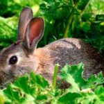 Keep Rabbits out of my Vegetable Garden