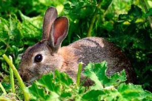 Keep Rabbits out of my Vegetable Garden