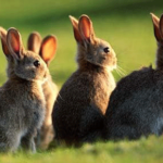 Rabbit Population Control