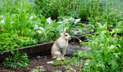 Best Rabbit Repellent for Garden