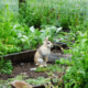 Best Rabbit Repellent for Garden