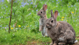 Different Types of Rabbit Traps