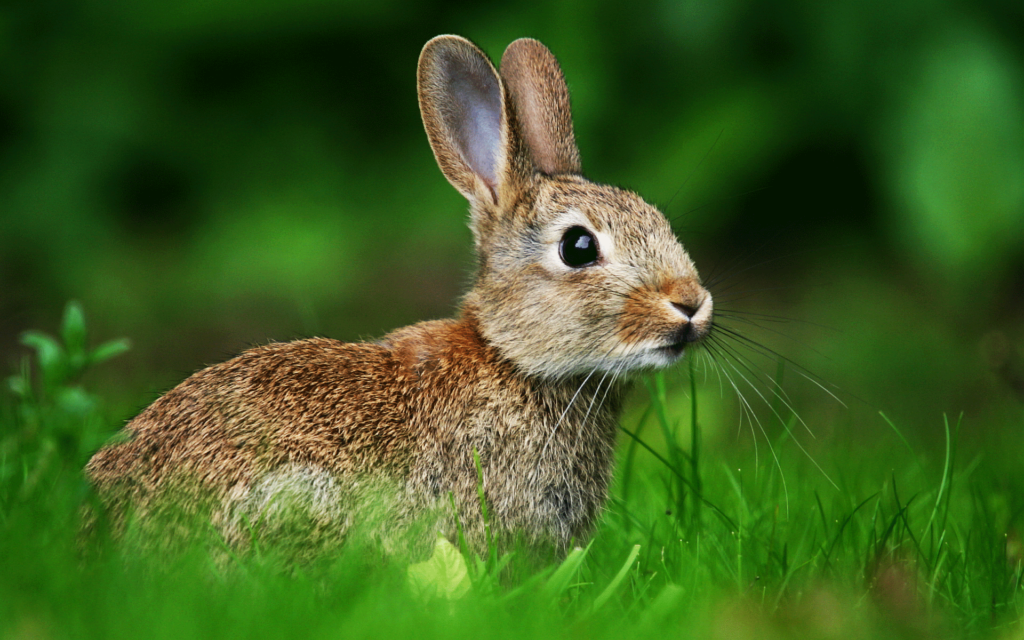 Best Rabbit Deterrents