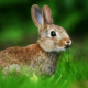 Best Rabbit Deterrents