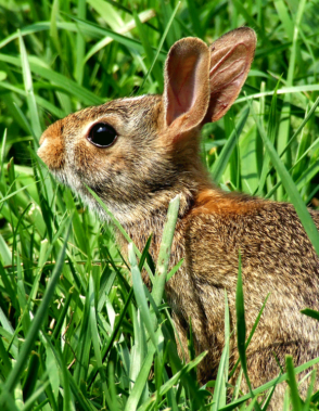 Rabbit Repellents for Keeping Away Rabbits
