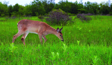 White Tail Deer Populations