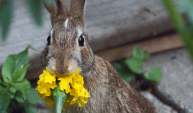 Where to purchase rabbit repellents
