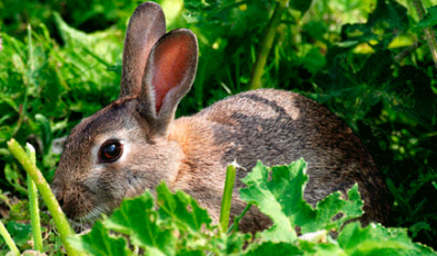 Best Rabbit Deterrents